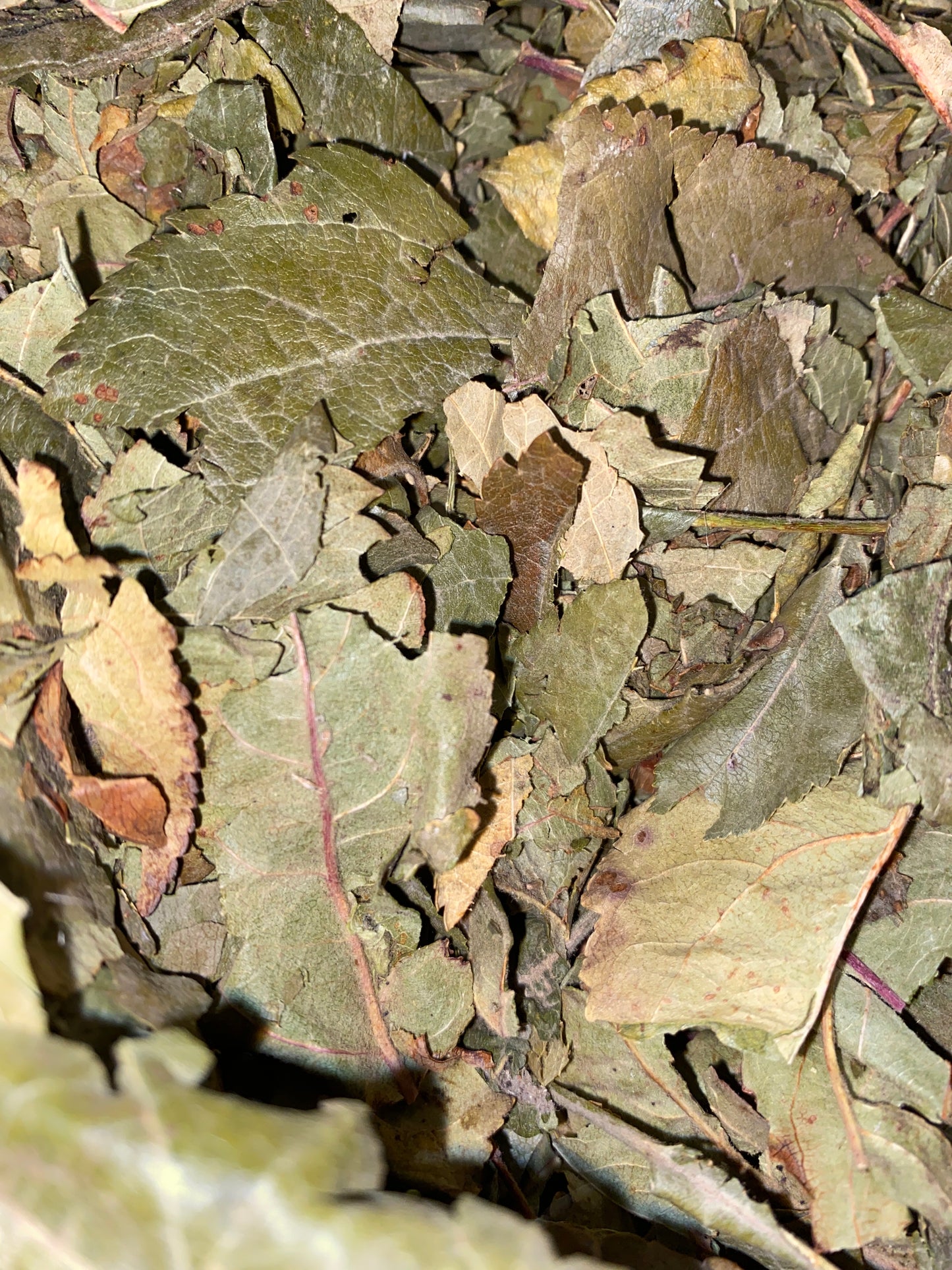 Apple Leaves