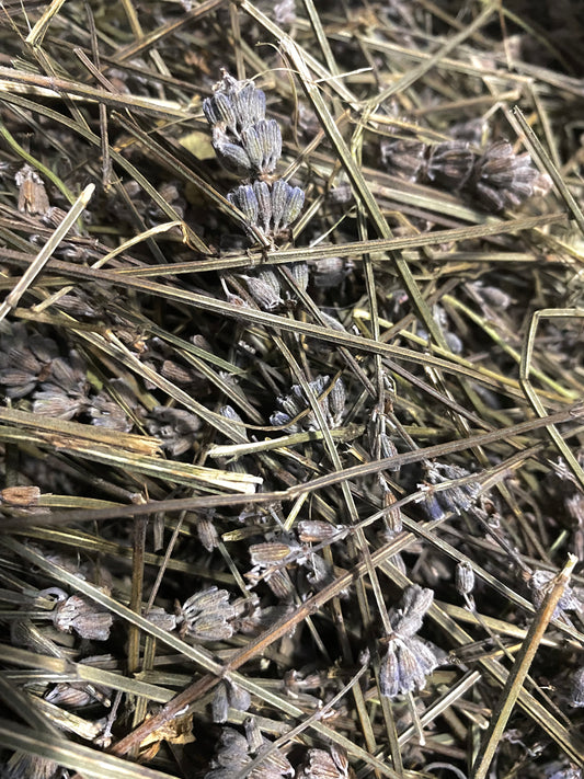 Lavender